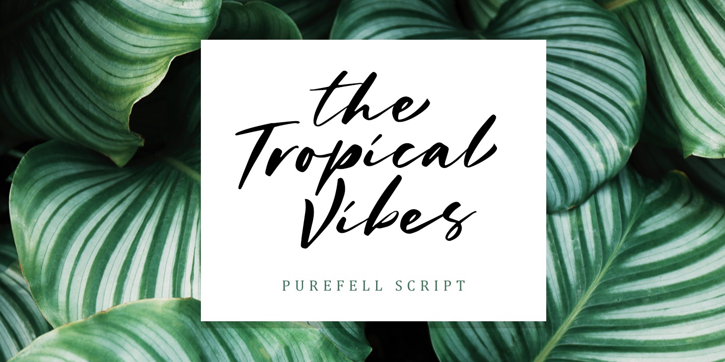 Purefell Script Regular Font preview